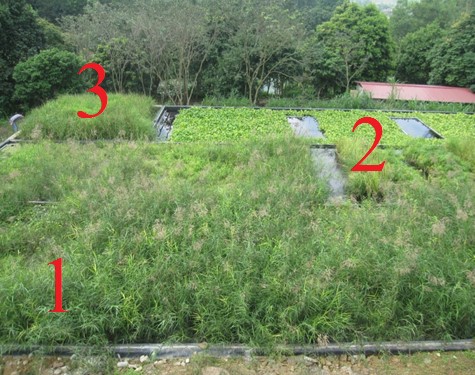 Quy tr&igrave;nh xử l&yacute; hợp chất nito v&agrave; photpho trong nước thải chăn nu&ocirc;i lợn thu được từ qu&aacute; tr&igrave;nh xử l&yacute; vi sinh yếm kh&iacute; bằng c&aacute;ch sử dụng thực vật thủy sinh